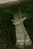 Amanita velatipes image