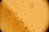 Amanita velatipes image