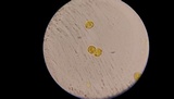 Amanita sect. Vaginatae image