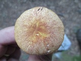 Austroboletus gracilis image