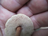 Austroboletus gracilis image
