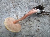 Austroboletus gracilis image