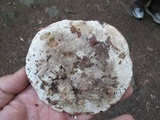 Russula dissimulans image