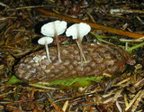 Baeospora myosura image