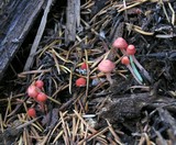 Atheniella adonis image
