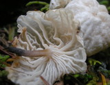 Hemimycena candida image