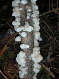 Hemimycena candida image