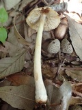 Inocybe asterospora image