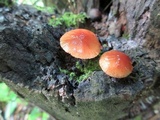 Bolbitius callistus image
