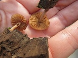 Bolbitius callistus image