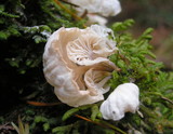 Hemimycena candida image