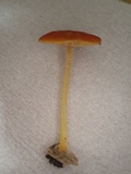 Pluteus aurantiorugosus image