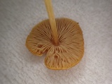 Pluteus aurantiorugosus image