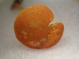 Pluteus aurantiorugosus image
