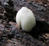 Coprinellus flocculosus image