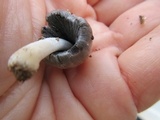 Coprinellus flocculosus image