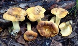 Cantharellus lewisii image