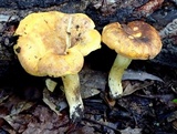 Cantharellus lewisii image