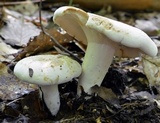 Lactarius piperatus image