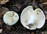 Lactarius piperatus image