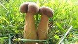 Tylopilus rubrobrunneus image