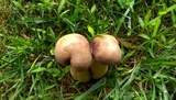 Tylopilus rubrobrunneus image