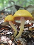 Cortinarius luteus image