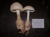 Amanita rhopalopus image