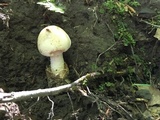 Amanita whetstoneae image