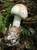 Amanita whetstoneae image