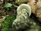 Amanita whetstoneae image