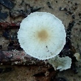 Tetrapyrgos nigripes image