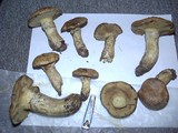 Suillus caerulescens image