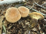 Tapinella atrotomentosa image