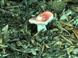 Russula uncialis image