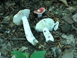 Russula uncialis image