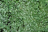 Pyxine sorediata image