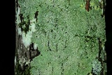 Pyxine sorediata image