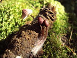 Mycena purpureofusca image