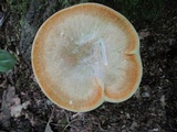 Bondarzewia berkeleyi image
