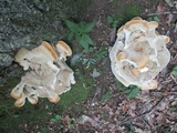 Bondarzewia berkeleyi image
