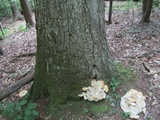 Bondarzewia berkeleyi image