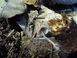 Mycena purpureofusca image