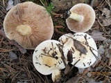 Hebeloma crustuliniforme image