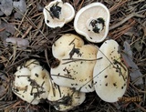 Hebeloma crustuliniforme image