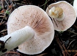 Hebeloma crustuliniforme image