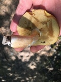 Xanthoconium affine image