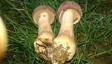 Tylopilus rubrobrunneus image