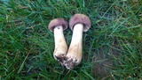 Tylopilus rubrobrunneus image