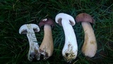 Tylopilus rubrobrunneus image